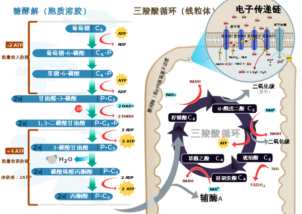 第三步:电子传递链