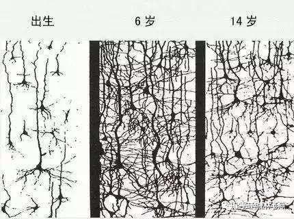 (在新生儿的大脑里,神经元彼此之间连接较少,在生命最初的两三年里