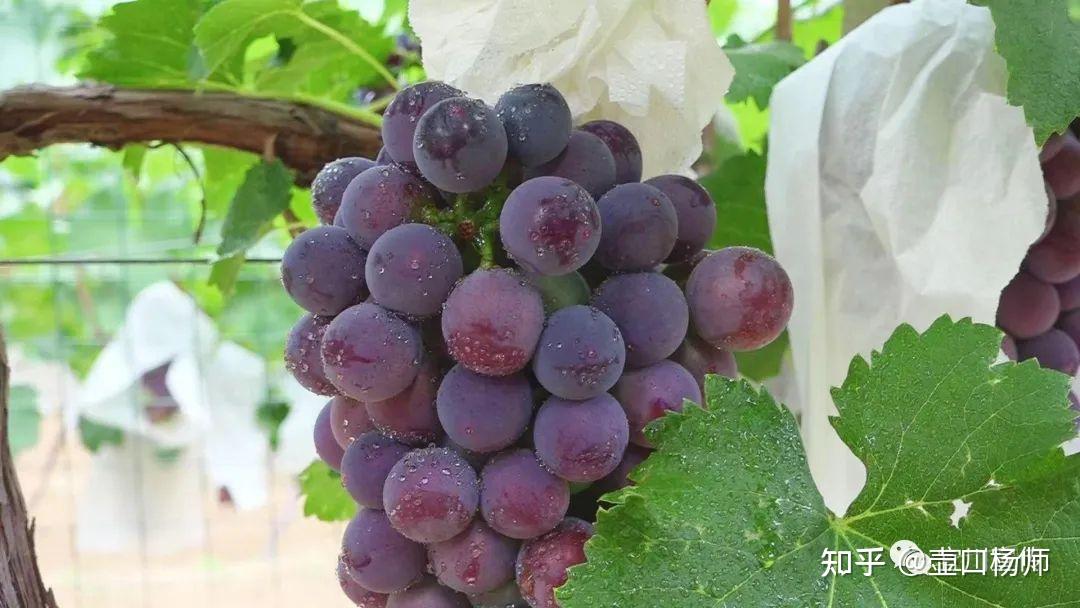 在这乡村振兴之际小小葡萄孕育致富之路