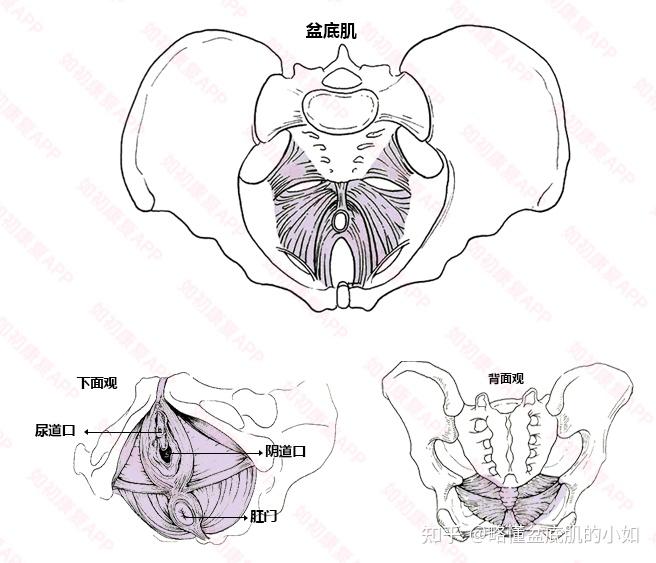 【盆底知识汇总】盆底修复-凯格尔锻炼,你想了解的盆底知识都在这
