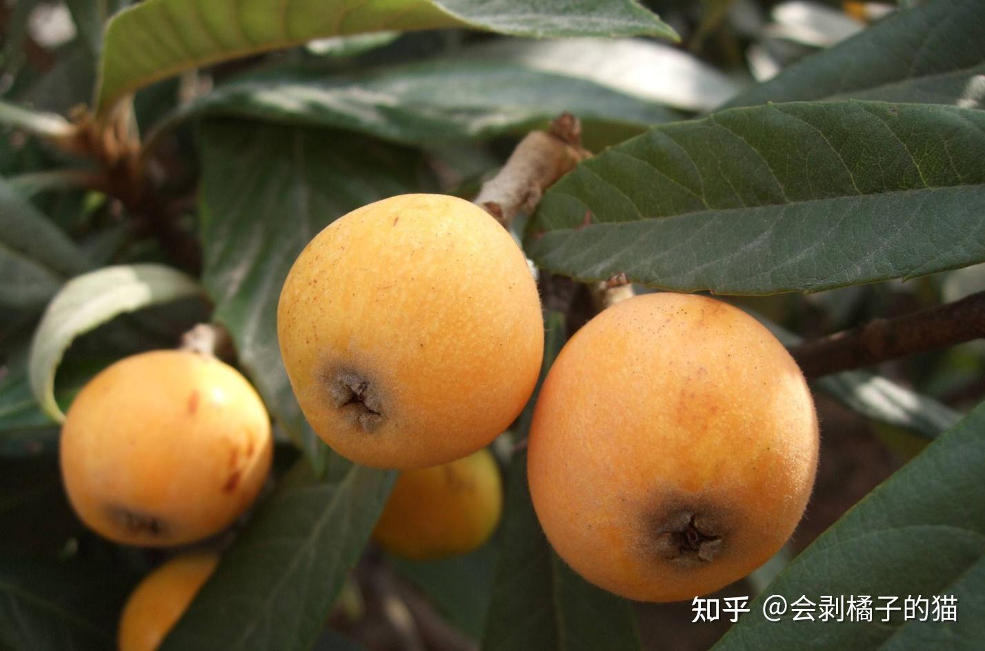 十大枇杷产地，哪里的枇杷最有名？让我们一起来盘点一下： - 知乎