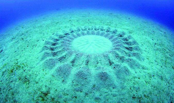 海底麦田怪圈图片