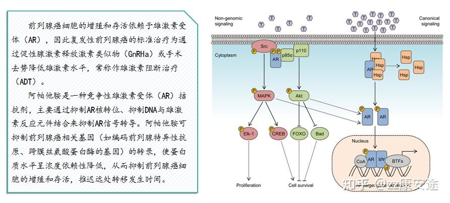 阿帕他胺图片