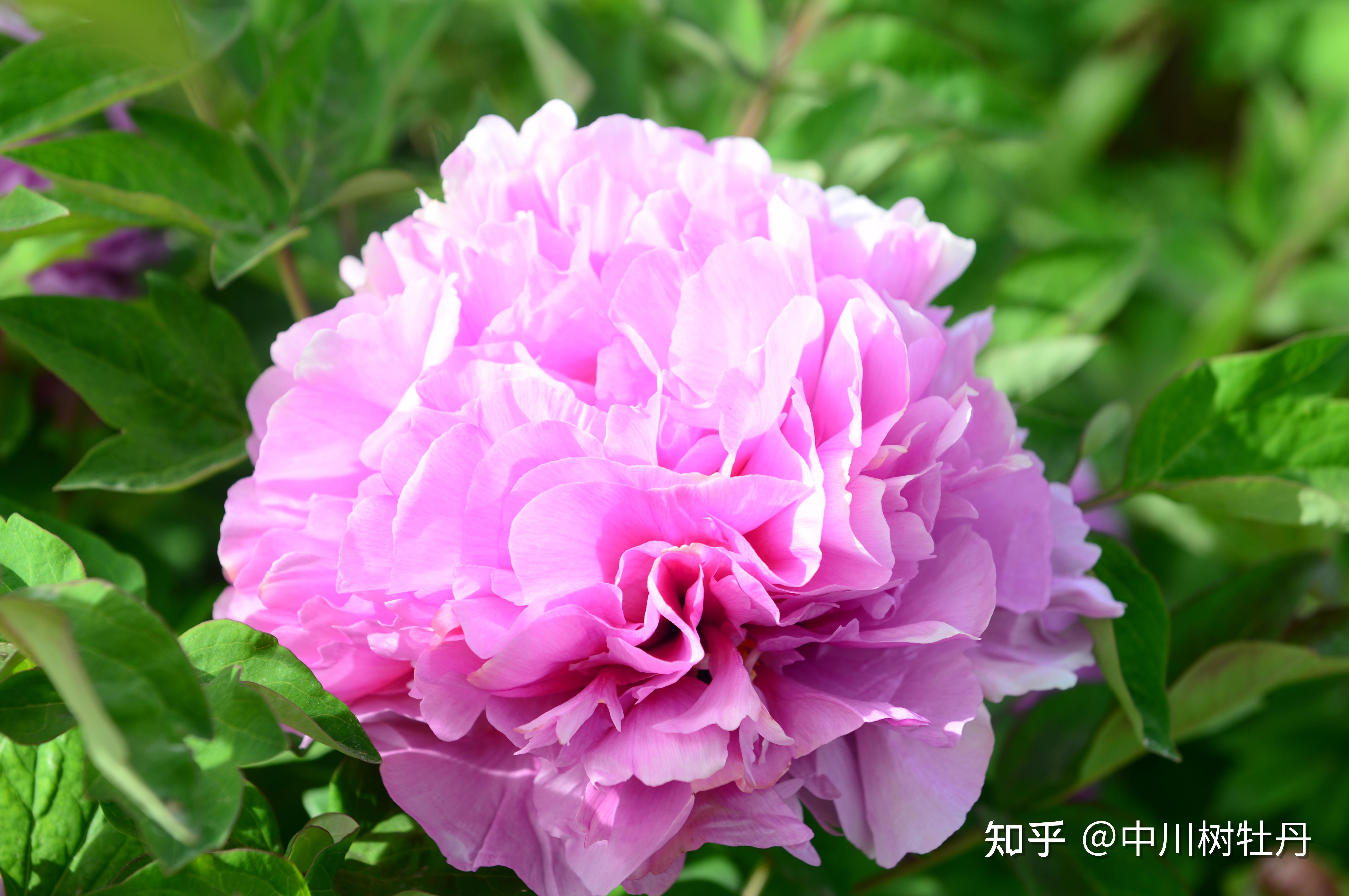 基地 今年全国牡丹开花普遍较早,中川牡丹园作为全国开花最晚的园区