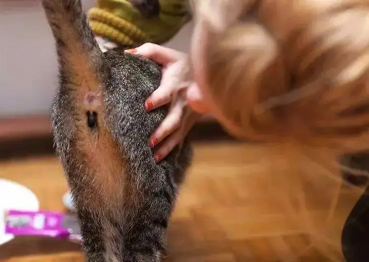 玫斯科普丨猫绦虫:猫肠胃里最常见的寄生虫!