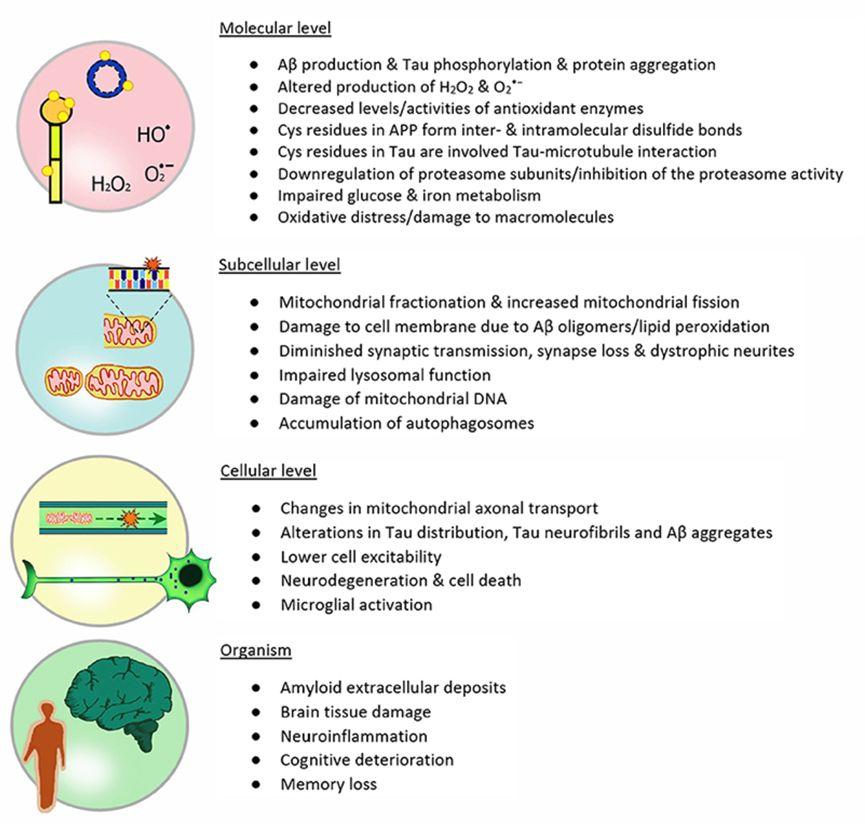 Front.aging neurosci-神经退行性疾病中的氧化还原调节和信号 - 知乎
