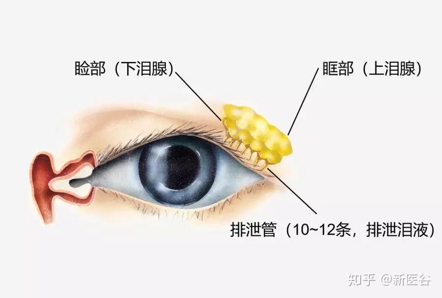 打哈欠就打哈欠，你哭啥？ - 知乎