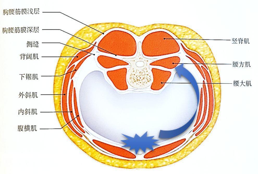 腹膜外筋膜图片