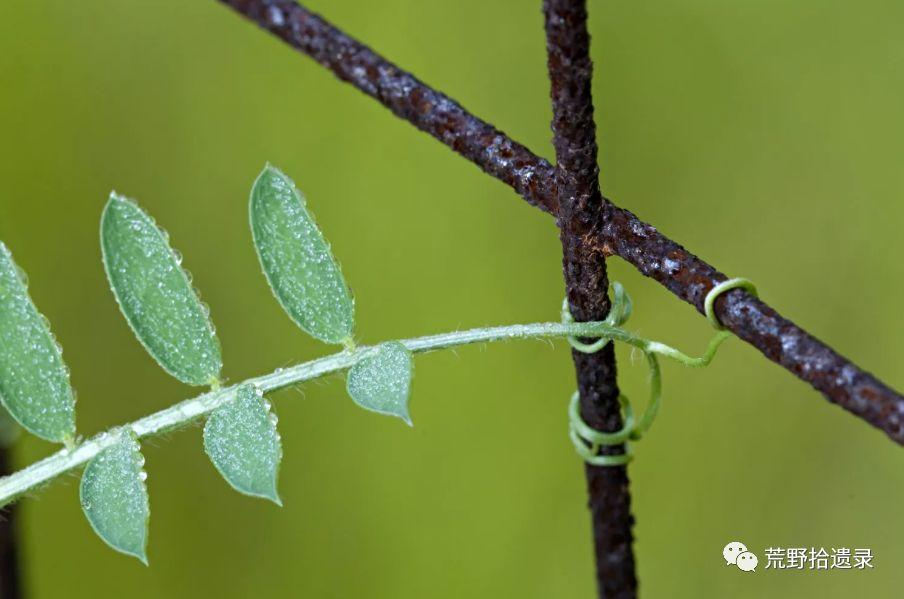 根通常会朝远离物体的方向生长,根的向触性是不同的,当根与物体接触时