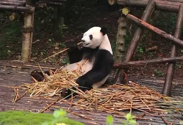 另外一個適合思考人生的地方是青城山.