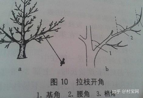 石榴树在夏季剪枝后,还需要注重以下管理:1,水肥管理夏季是石榴树和