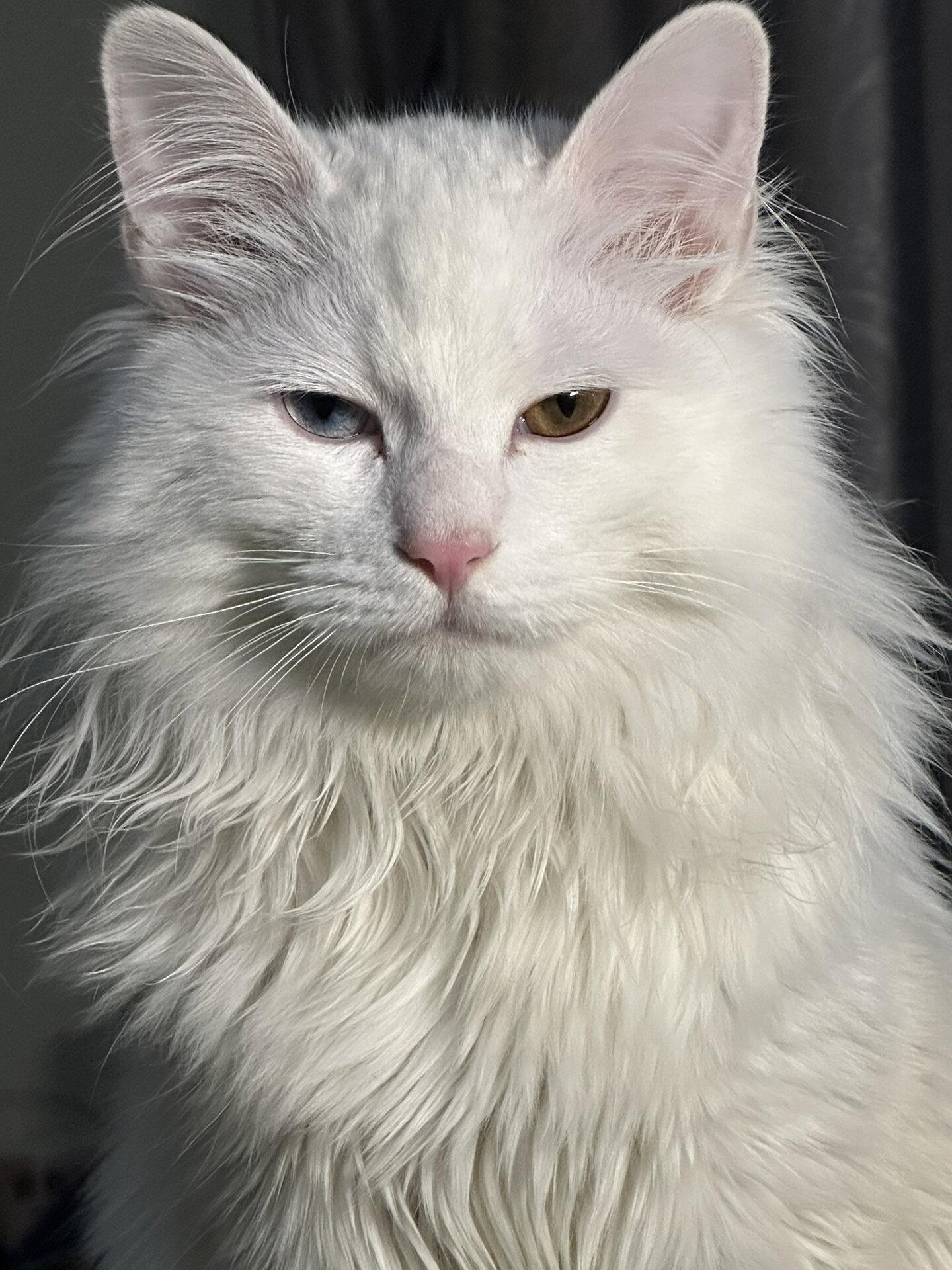 临清狮子猫:国产白猫永远的神! - 知乎