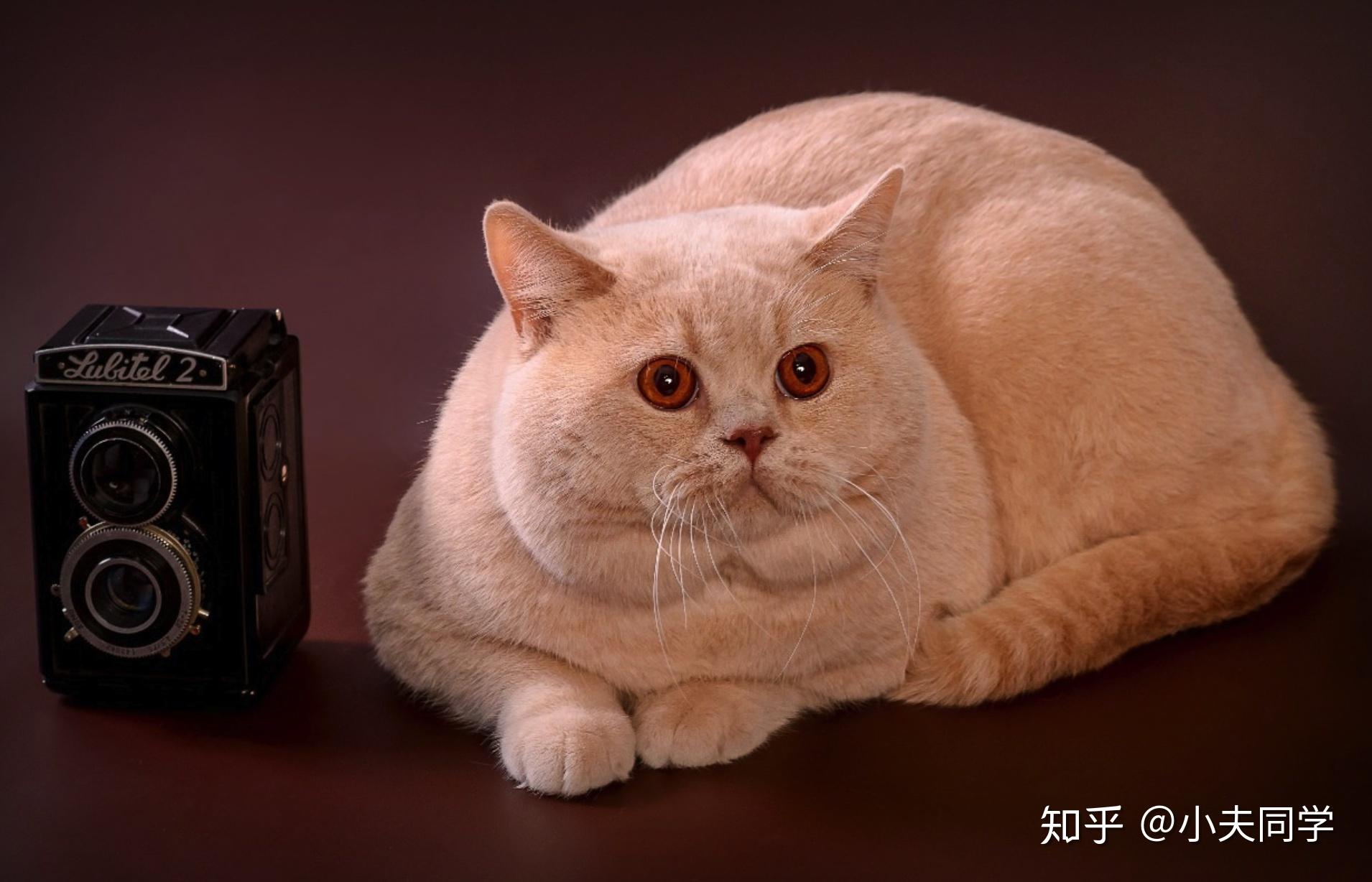 英短毛色大全集纯色篇