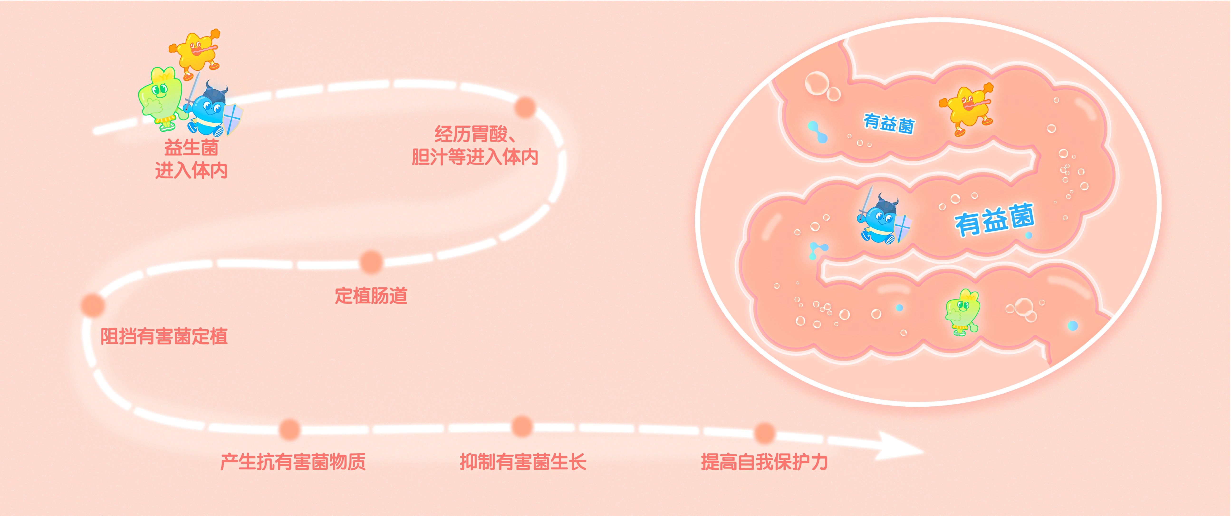 五一瀟灑過後腸犯難吃益生菌真可靠