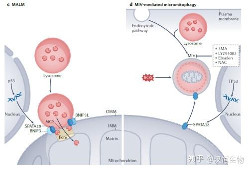 自噬研究指南|最“冷门”的自噬——微自噬系列介绍（一） - 知乎