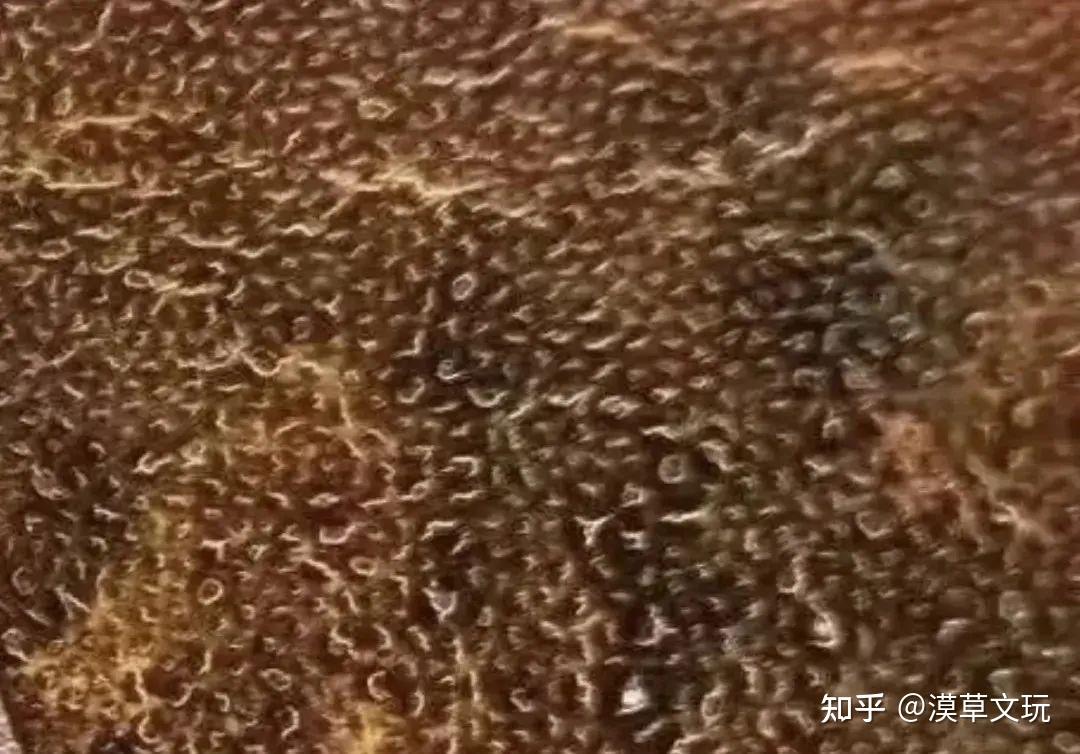 真品老犀角鉴定秘诀！太干会出现白色鳞纹？ - 知乎