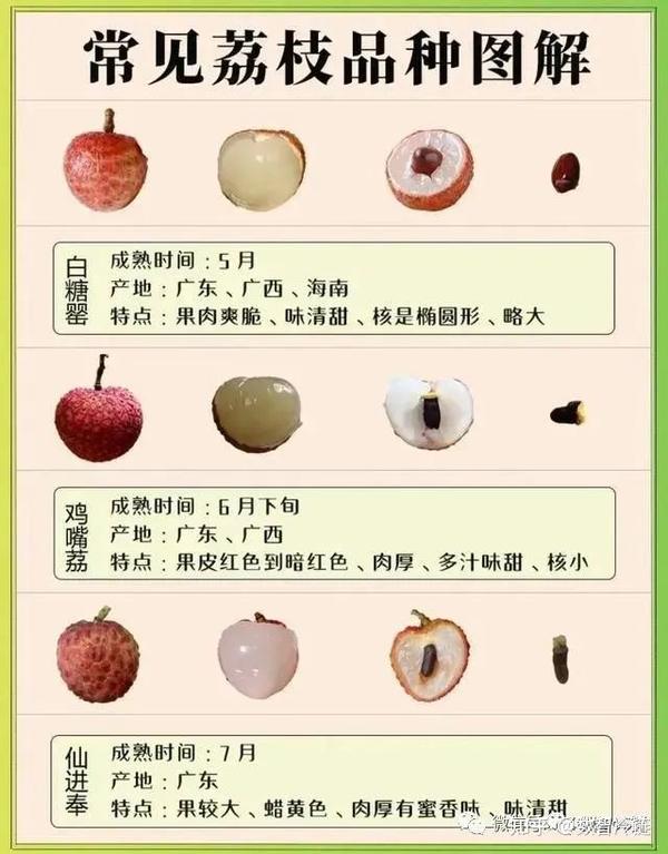 中国荔枝品种大全(本文共59种) - 知乎