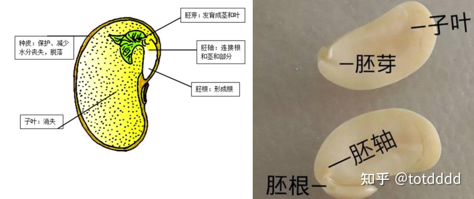 黄豆的内部结构图画法图片