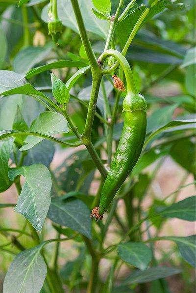 辣椒结果期管理好收入翻一番