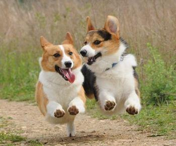 袖虎告诉你宠物狗品种和人性格有关呢 知乎