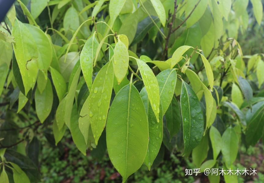 民族养生茶品牌“茶福全”,用“木姜叶柯”来阐述如何降三高 - 知乎
