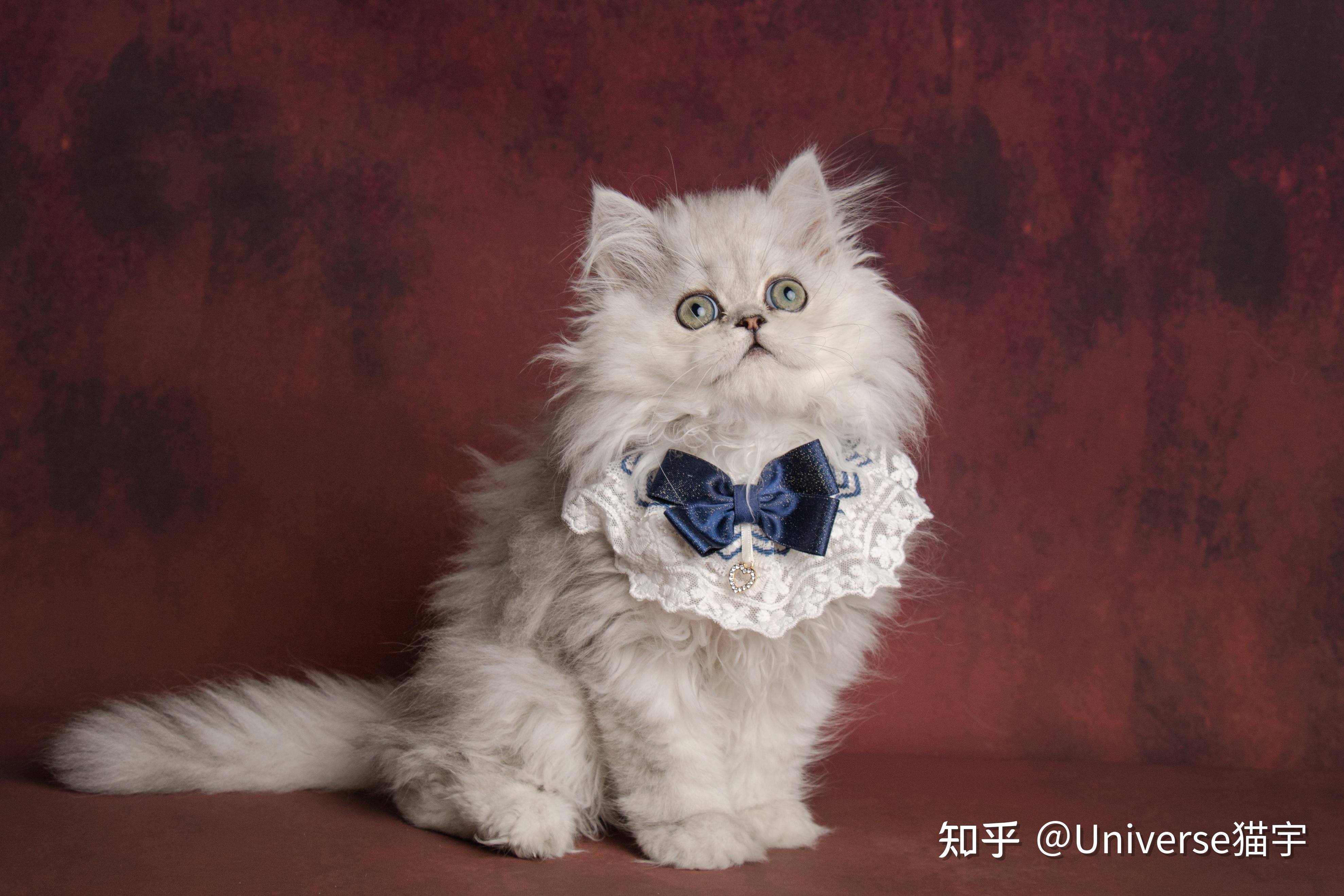 如果你现在就想养小猫咪或者准备养猫,可以直接私聊或关注「universe