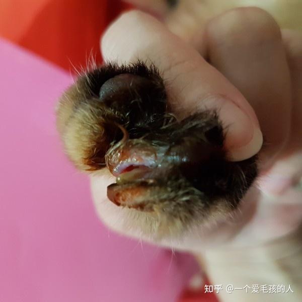 狗狗趾间炎溃烂怎么办 狗狗趾间炎化脓了怎么办 狗狗趾间炎的症状图片