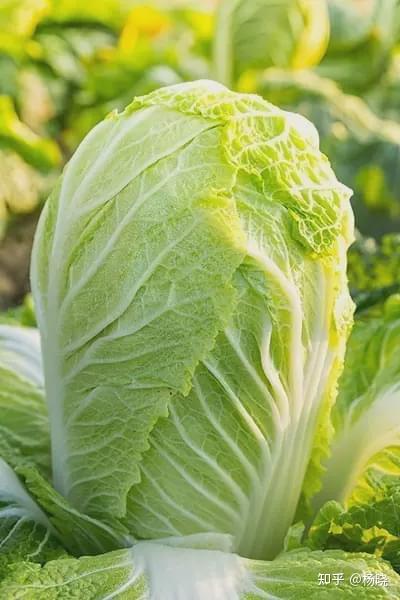 白菜功效及禁忌 白菜花的功效与禁忌 山药功效禁忌