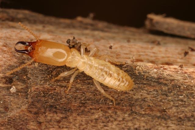 黑翅土白蚁的活动规律及白蚁防治方法