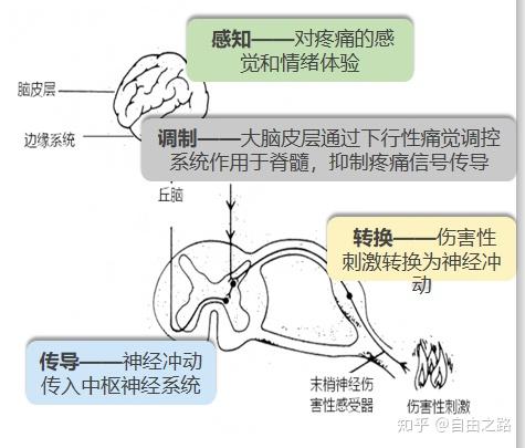 五,疼痛发生机制-疼痛传导 疼痛神经传导的四个阶段: 伤害感受器的