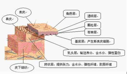 吃什么产生内啡肽 v2-94f174b3f67e82adab37a87fdad9d8c1_r.jpg