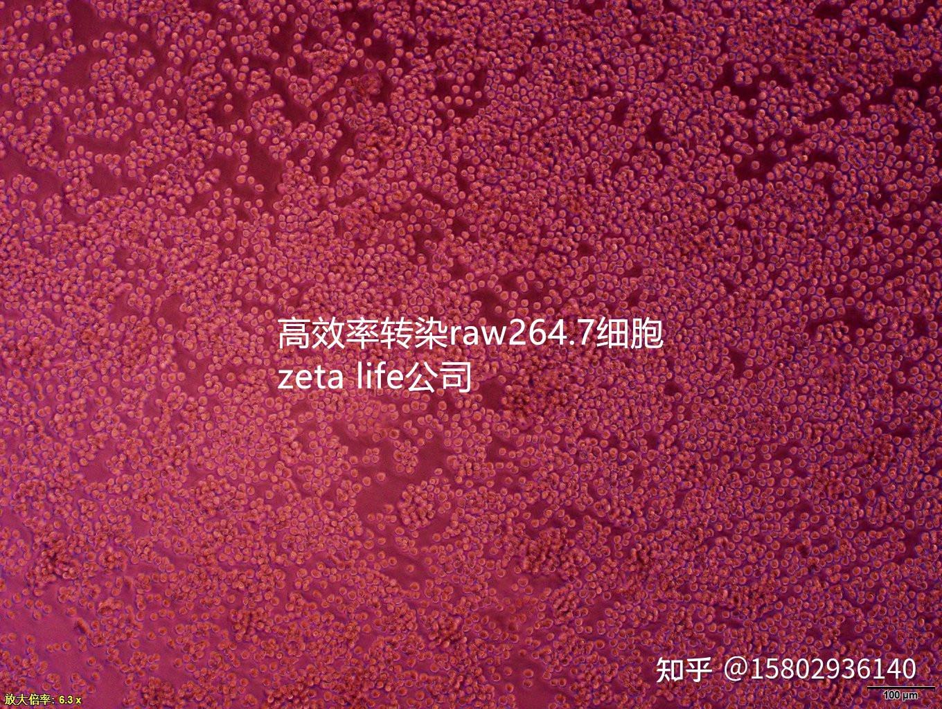 轉染raw2647細胞在2021年發表文章中使用zetalife轉染試劑的經驗分享