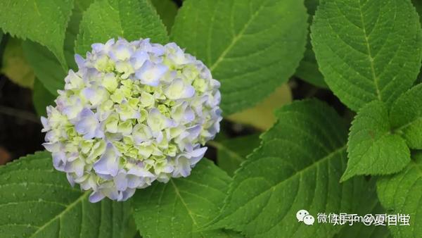 花見 六月的花开花谢 水無月の花見 知乎