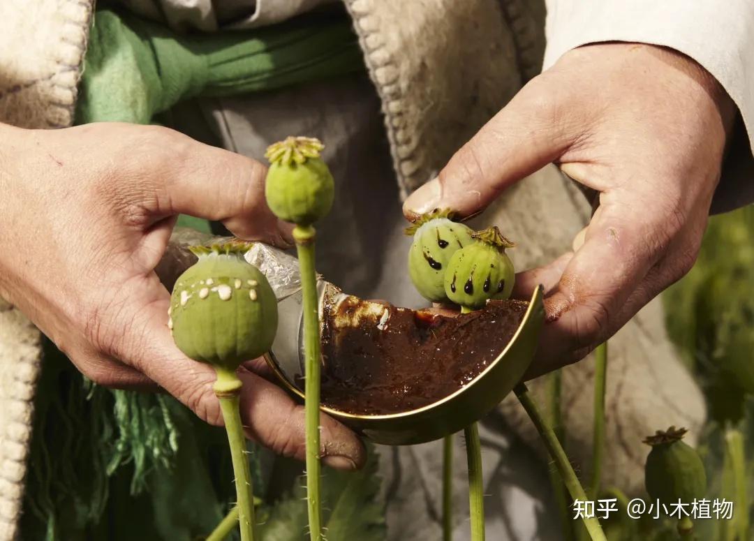 从天使到地狱罂粟植物到底是怎样的一种存在