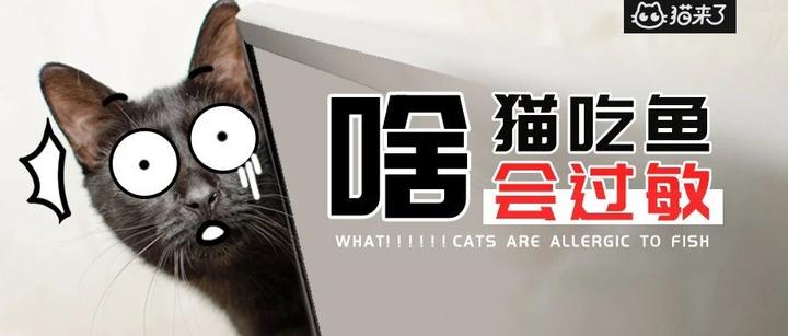 昨晚给猫吃了口牛肉 结果把猫送进了医院 知乎