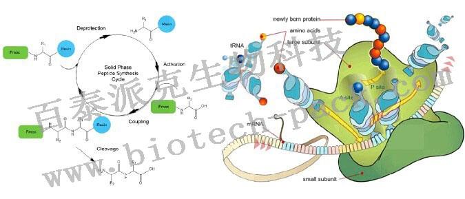 多肽合成 - 知乎