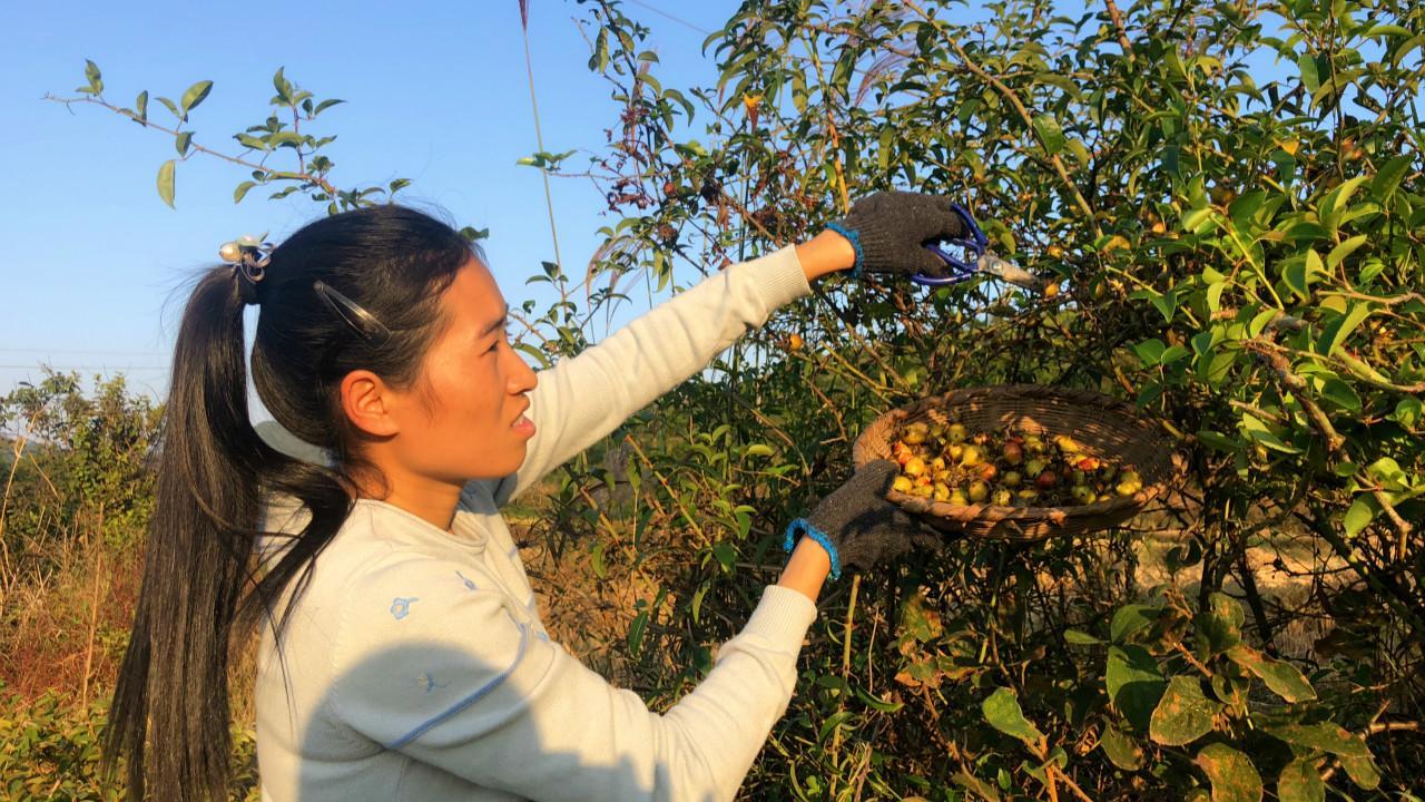 江西大山里的土货成熟了弟妹提着筐来装晒干后能吃上一年