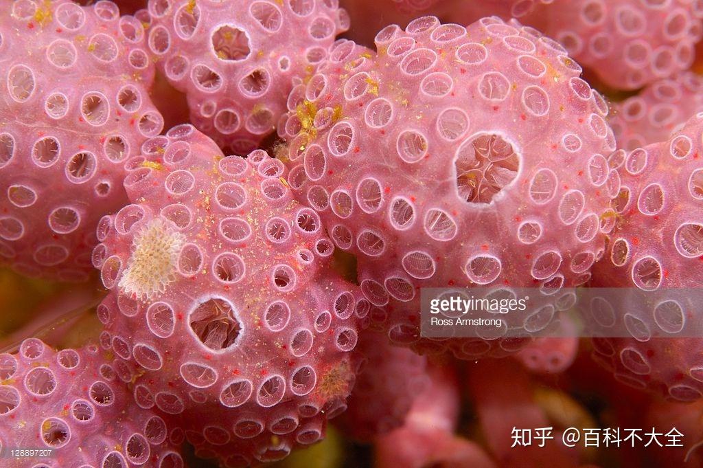 动物篇(31)·脊索动物门 知乎