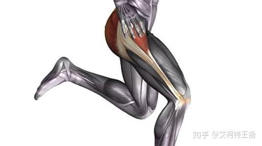 弹响髋是什么天津艾柯特运动康复