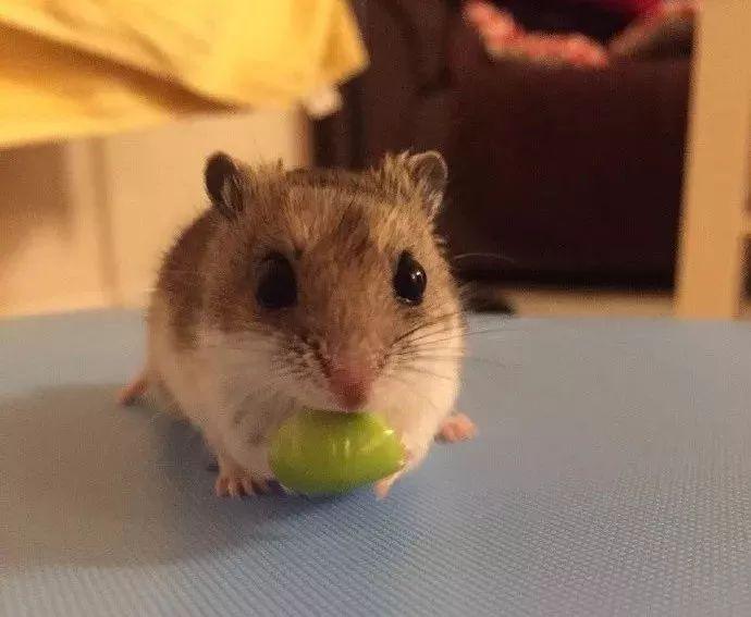 是不是看起来很凶哈哈哈哈~nini穿上女装还挺萌的嘛!