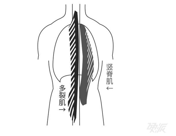 竖脊肌群:包括髂肋肌,最长肌和棘肌,连接着骶骨,髂骨,脊柱和颅骨,从