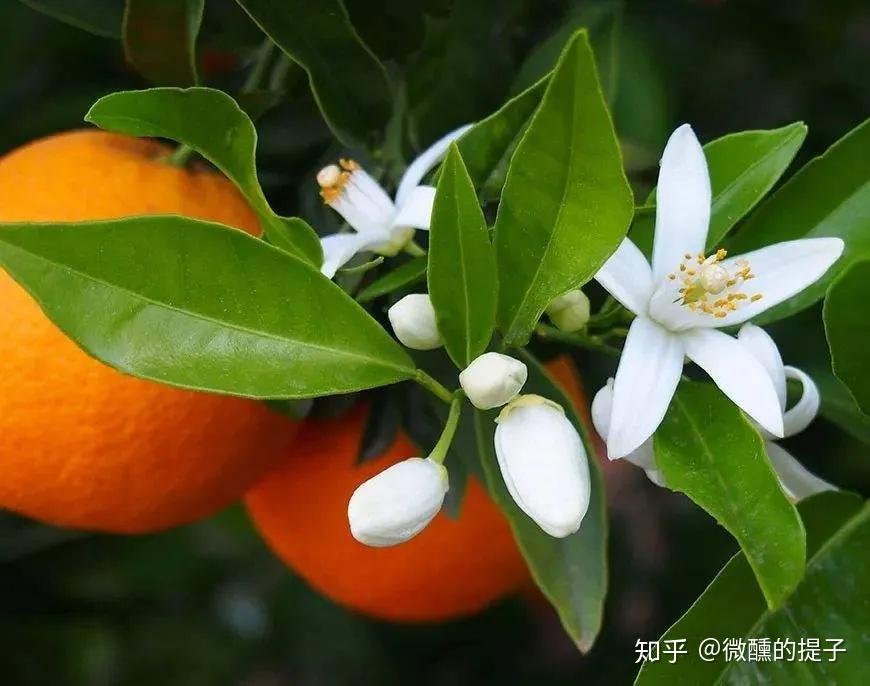 苦橙花纯露|一款优雅清新的淡斑去黄补水神器! - 知乎