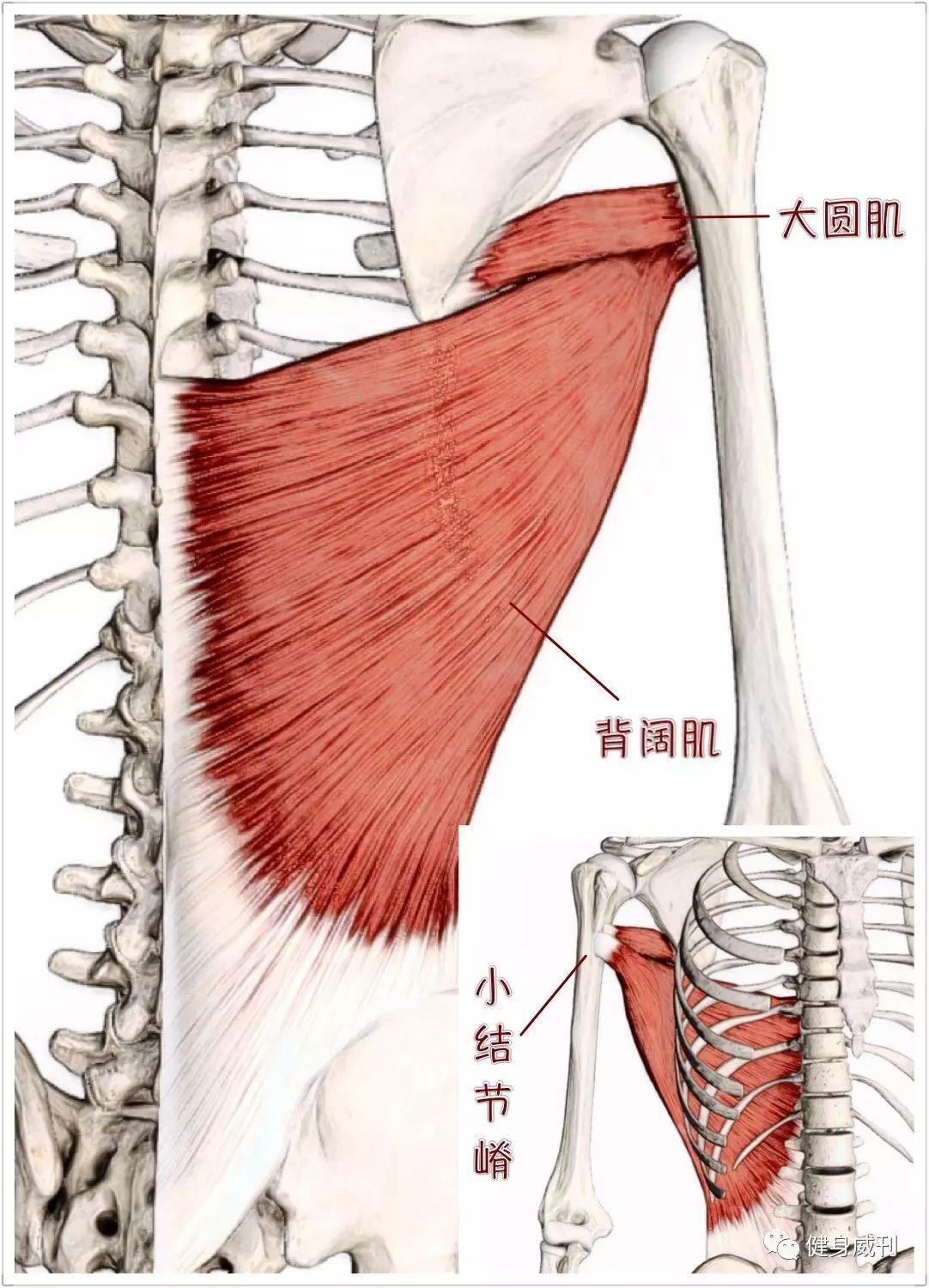 健身大讲堂:背阔肌 - 知乎