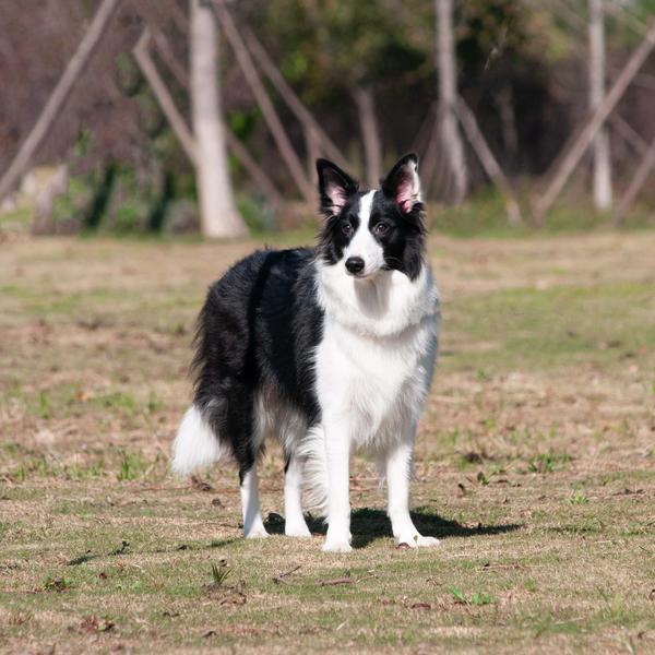 安全,健康,营养的平价狗粮才是咱普通人养狗的王道.
