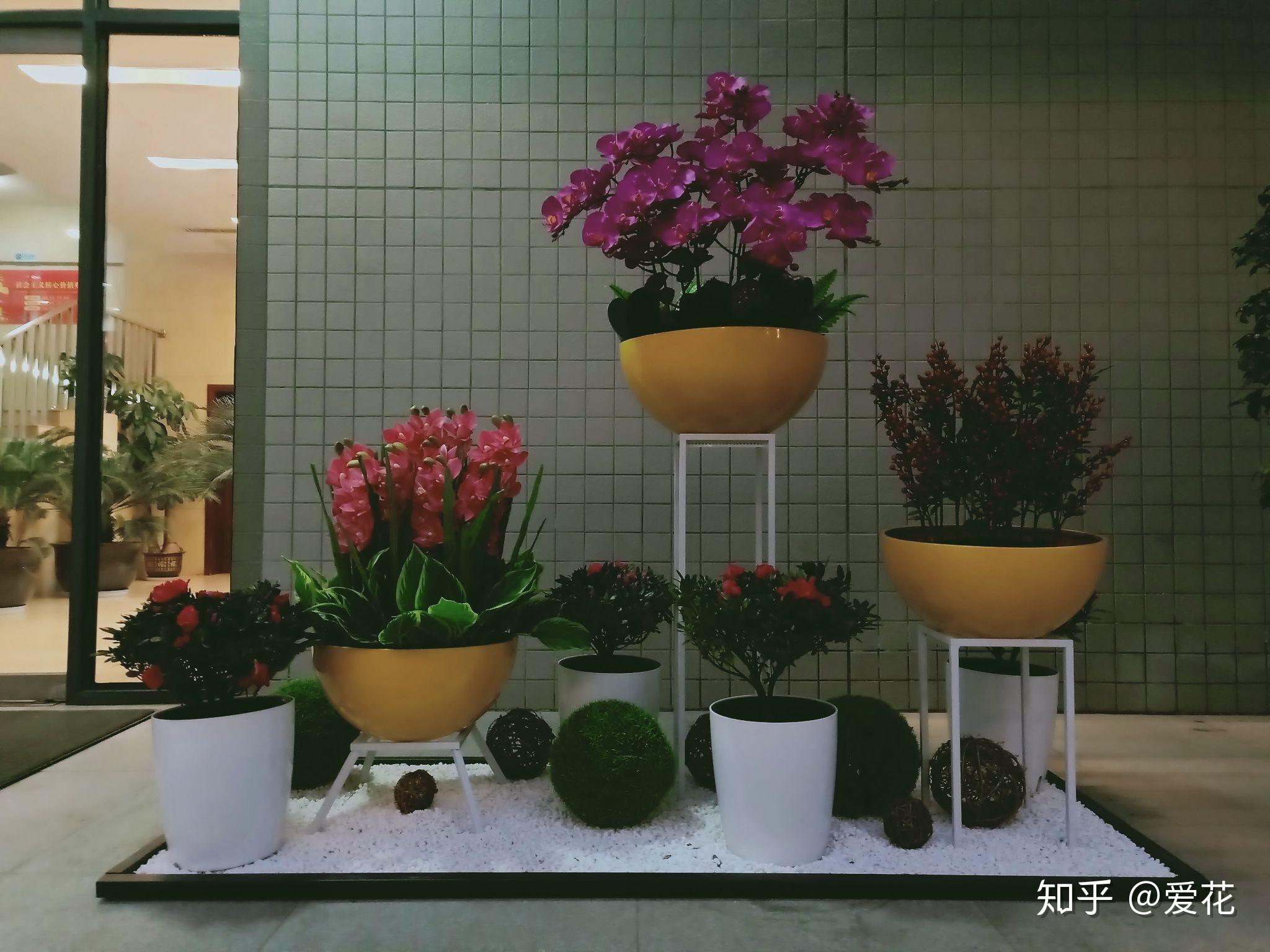 盆栽花卉绿植推荐款 v2-952c7575727fc9b578fe46eef87bf785_r.jpg