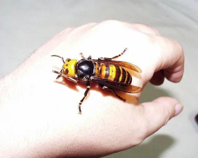 30分钟可屠尽3万只蜜蜂的大黄蜂 如何被蜜蜂用物理学奇招反制 知乎