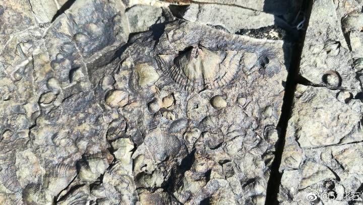 请问这个是什么化石双壳类吗