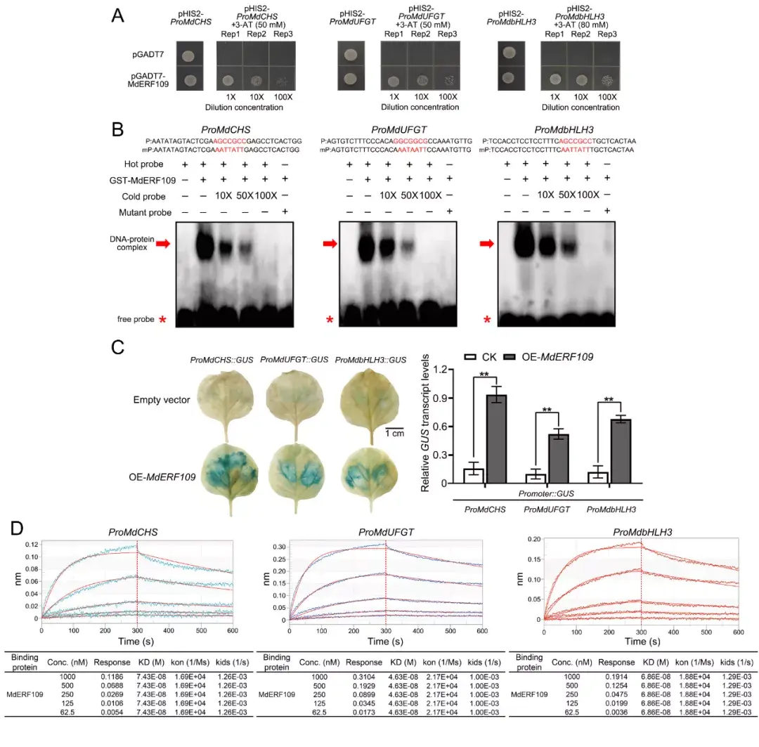 plantcell北京农学院姚允聪田佶课题组揭示光诱导lncrn