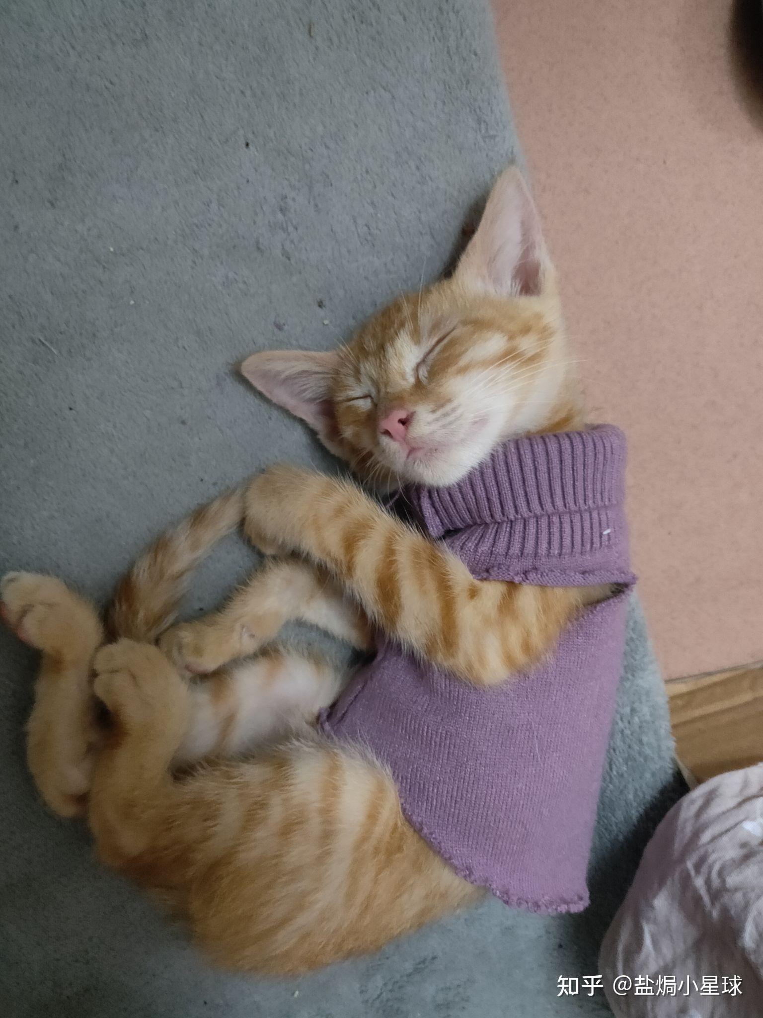 无偿领养小橘猫🐱 - 知乎