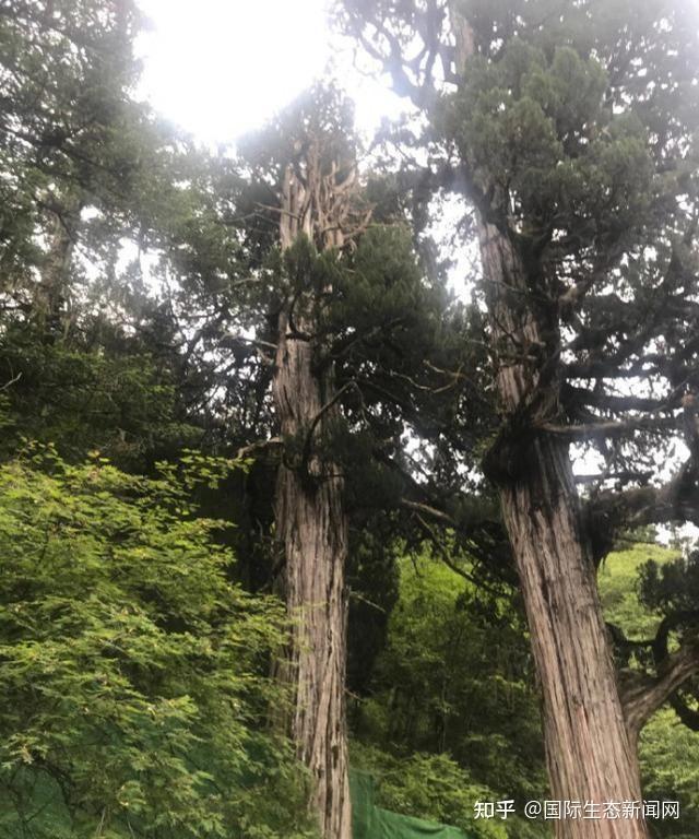 柏树“若木”崇拜溯源 - 知乎